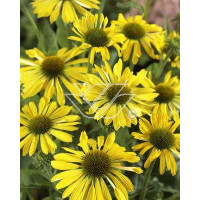 Jeżówka 'Sunrise' Echinacea