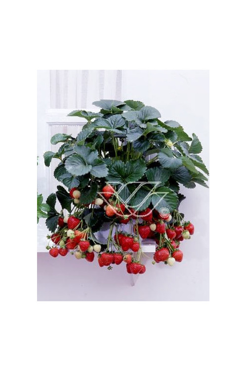 Truskawka pnąca, truskawka zwisająca, truskawka Toscana