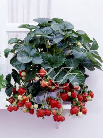 Truskawka pnąca, truskawka zwisająca, truskawka Toscana