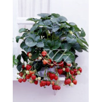 Truskawka pnąca, truskawka zwisająca, truskawka Toscana