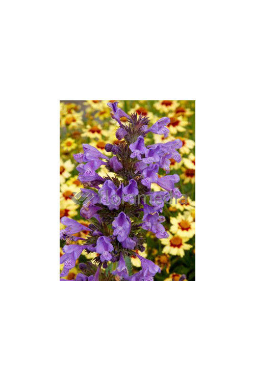 Kocimiętka Faassena 'Blue Dragon' Nepeta faassenii