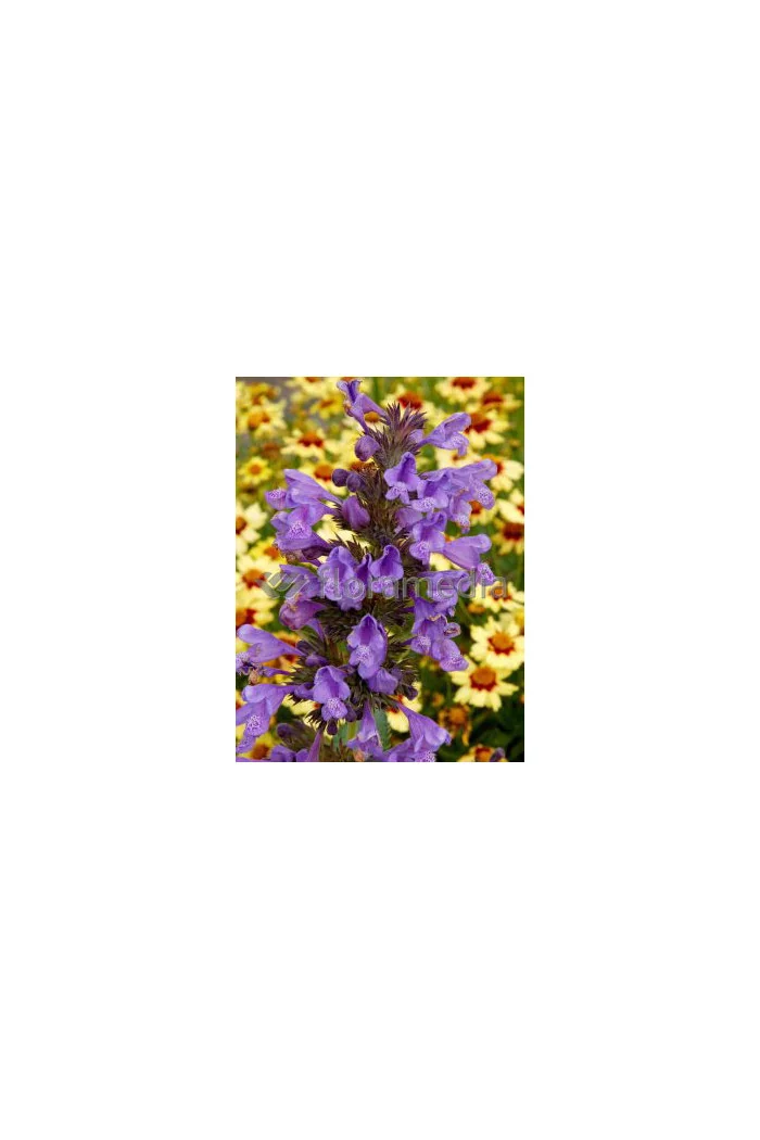 Kocimiętka Faassena 'Blue Dragon' Nepeta faassenii