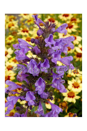 Kocimiętka Faassena 'Blue Dragon' Nepeta faassenii