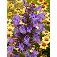 Kocimiętka Faassena 'Blue Dragon' Nepeta faassenii