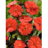 Firletka smółka 'Lipstick' Lychnis