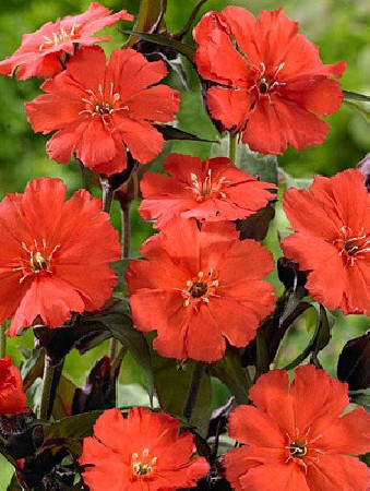 Firletka smółka 'Lipstick' Lychnis