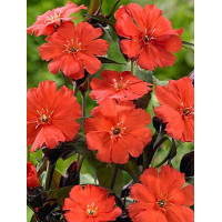 Firletka smółka 'Lipstick' Lychnis