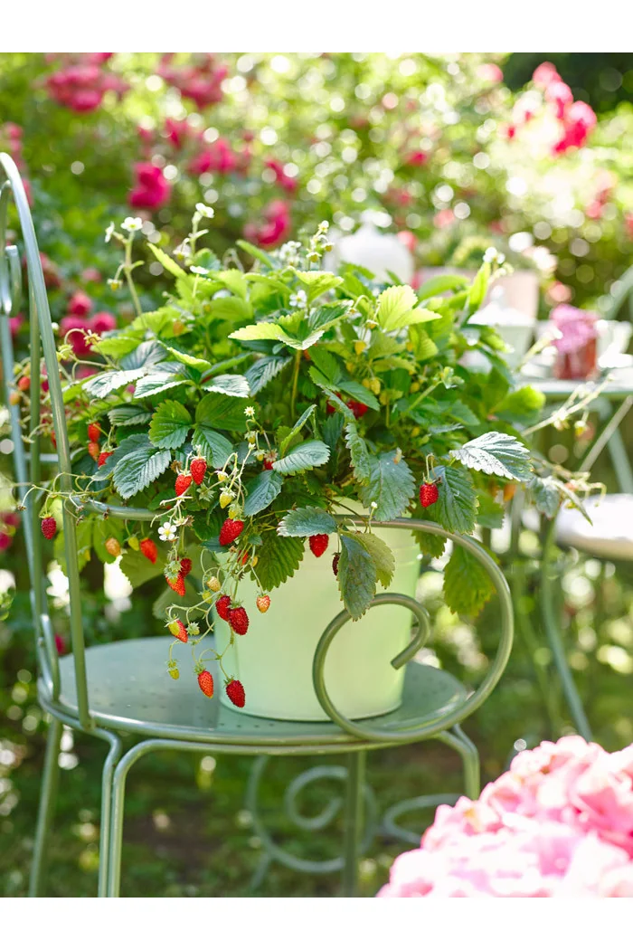 Poziomka pospolita 'Alexandra' | Fragaria vesca