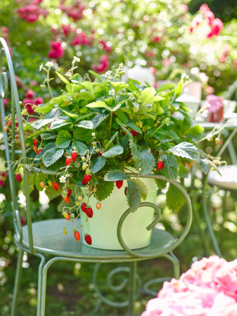 Poziomka pospolita 'Alexandra' | Fragaria vesca