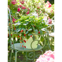 Poziomka pospolita 'Alexandra' | Fragaria vesca