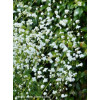 Rutewka 'Splendide White' | Thalictrum