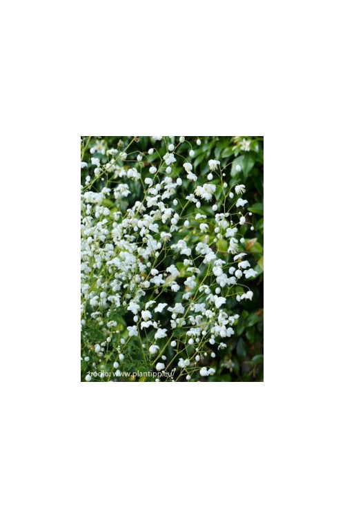 Rutewka 'Splendide White' | Thalictrum