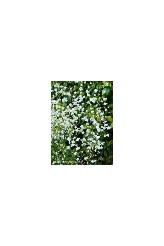 Rutewka 'Splendide White' | Thalictrum