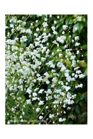Rutewka 'Splendide White' | Thalictrum