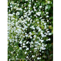Rutewka 'Splendide White' | Thalictrum