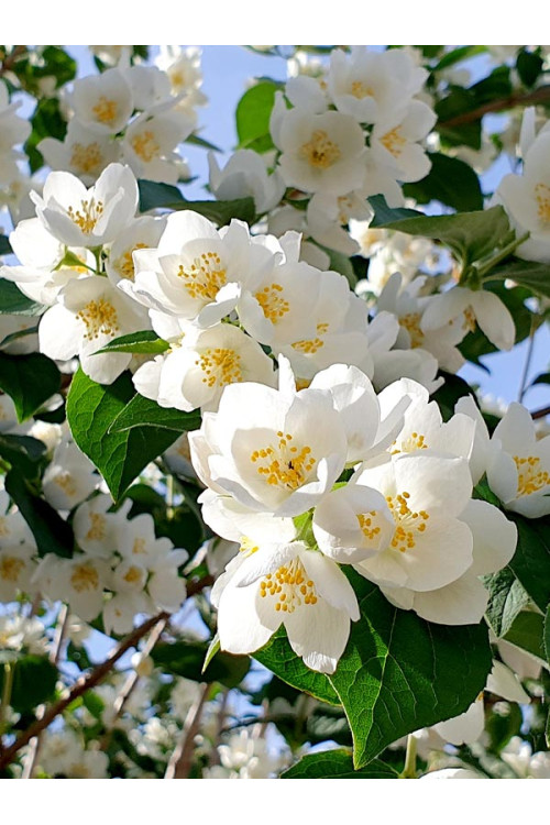 Jaśminowiec Lemoinei (pachnący) | Philadelphus