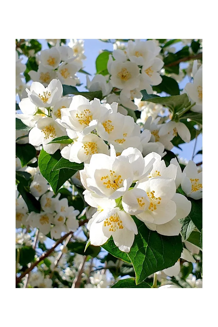 Jaśminowiec Lemoinei (pachnący) | Philadelphus