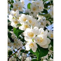 Jaśminowiec Lemoinei (pachnący) | Philadelphus