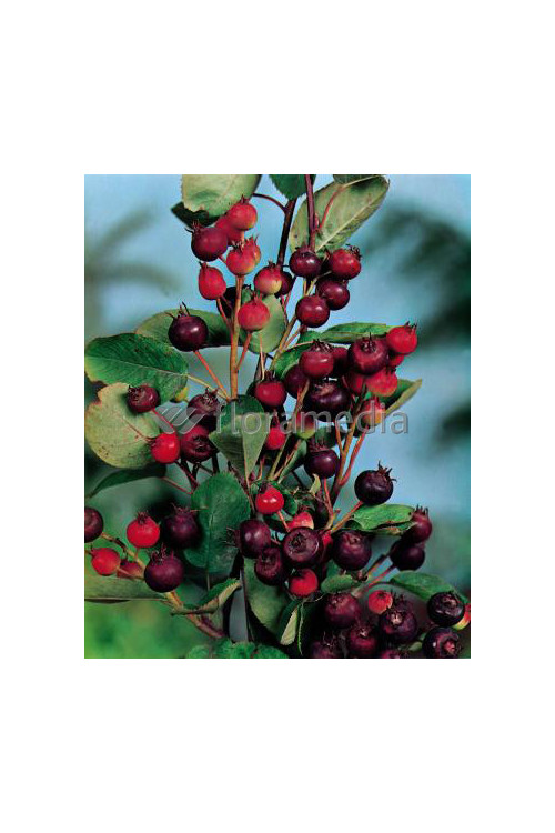 Świdośliwa 'Smokey' Amelanchier