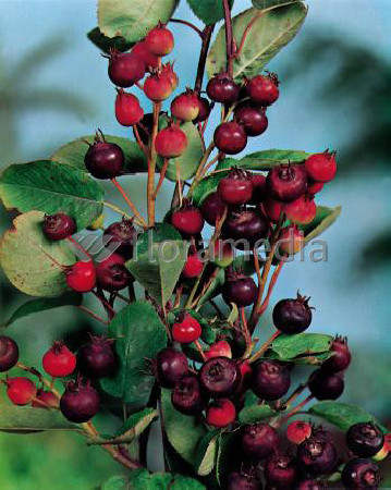 Świdośliwa 'Smokey' Amelanchier