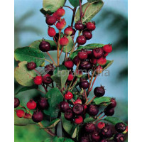 Świdośliwa 'Smokey' Amelanchier