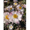 Zawilec japoński 'Garden Breeze Pink Touch' | Anemone japonica