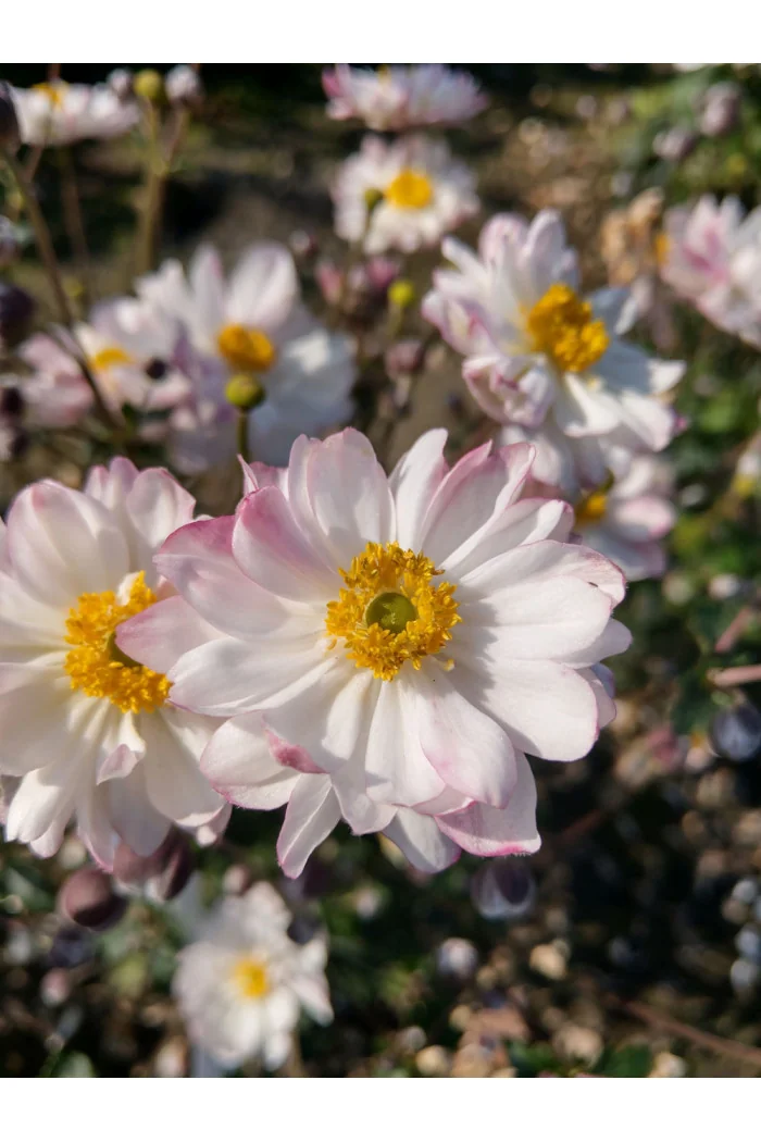 Zawilec japoński 'Garden Breeze Pink Touch' | Anemone japonica