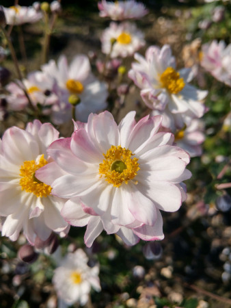 Zawilec japoński 'Garden Breeze Pink Touch' | Anemone japonica