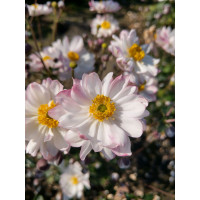 Zawilec japoński 'Garden Breeze Pink Touch' | Anemone japonica
