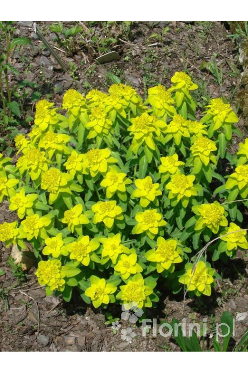 Wilczomlecz pstry, wilczomlecz, Euphorbia, Euphorbia polychroma