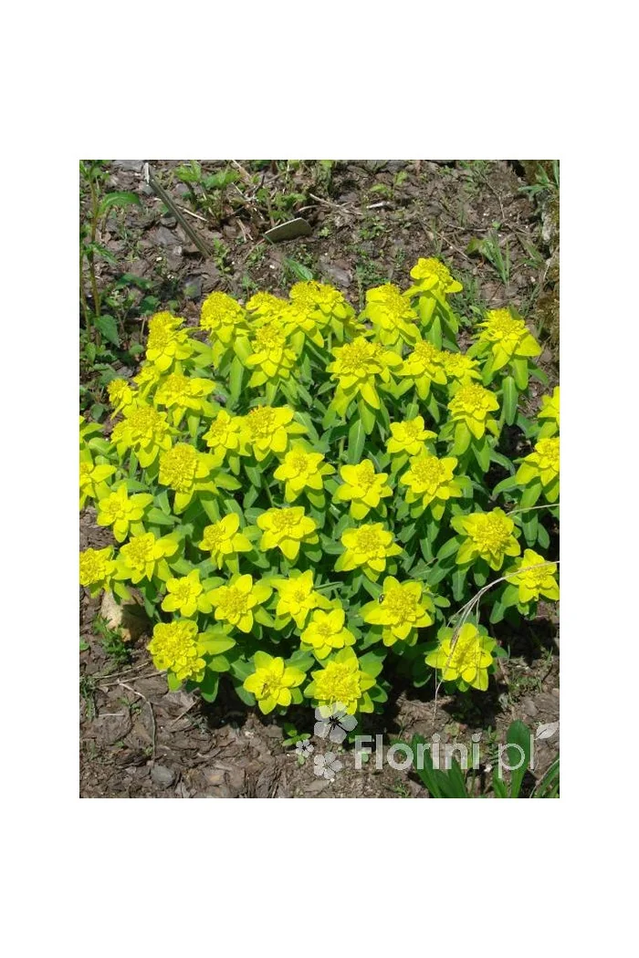 Wilczomlecz pstry, wilczomlecz, Euphorbia, Euphorbia polychroma