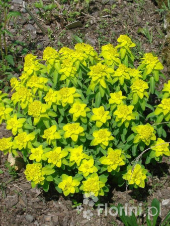 Wilczomlecz pstry, wilczomlecz, Euphorbia, Euphorbia polychroma