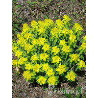 Wilczomlecz pstry, wilczomlecz, Euphorbia, Euphorbia polychroma