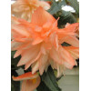 Begonia Belleconia 'Soft Orange'