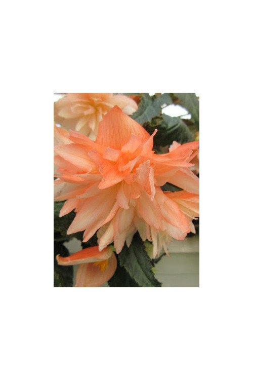 Begonia Belleconia 'Soft Orange'