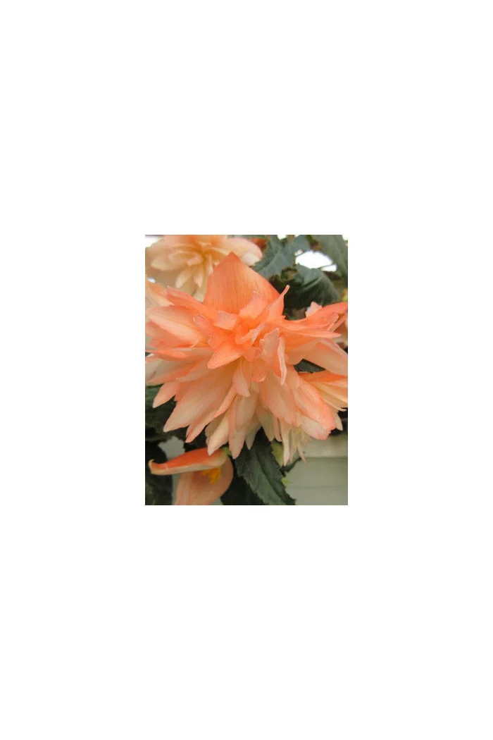 Begonia Belleconia 'Soft Orange'