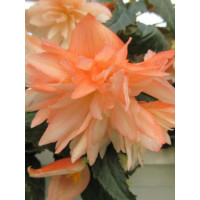 Begonia Belleconia 'Soft Orange'
