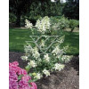 Hortensja bukietowa 'Kyushu' | Hydrangea paniculata