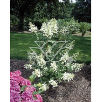 Hortensja bukietowa 'Kyushu' | Hydrangea paniculata
