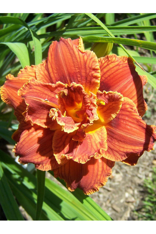 liliowiec, hemerocallis