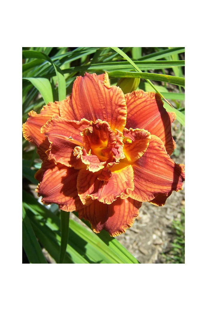 liliowiec, hemerocallis