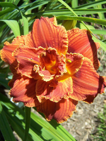liliowiec, hemerocallis