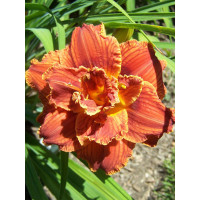 liliowiec, hemerocallis