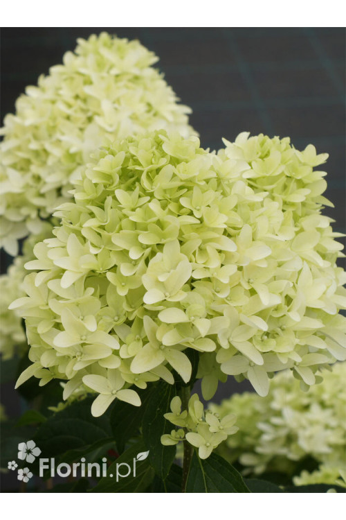 Hortensja bukietowa 'Graffiti' | Hydrangea panniculata