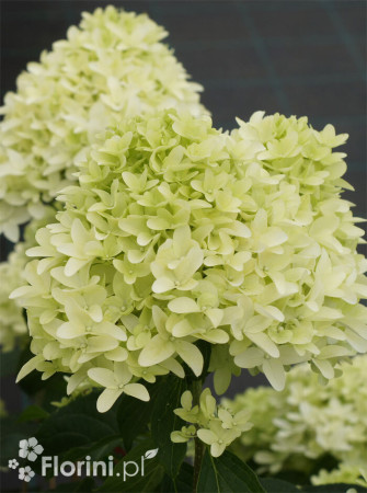 Hortensja bukietowa 'Graffiti' | Hydrangea panniculata