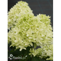 Hortensja bukietowa 'Graffiti' | Hydrangea panniculata