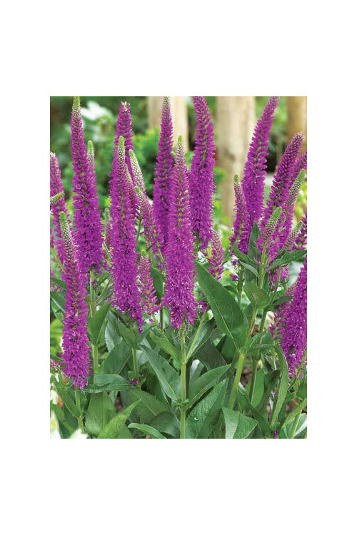 Przetacznik długolistny 'First Match' | Veronica longifolia