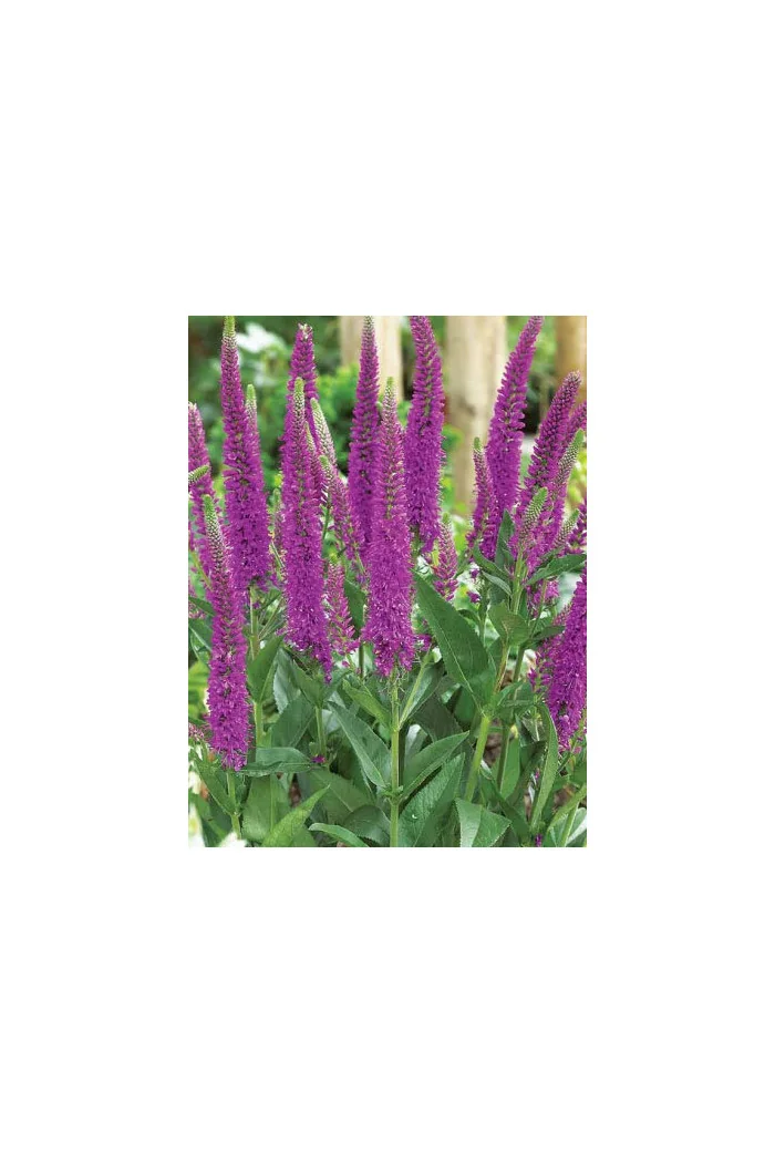 Przetacznik długolistny 'First Match' | Veronica longifolia