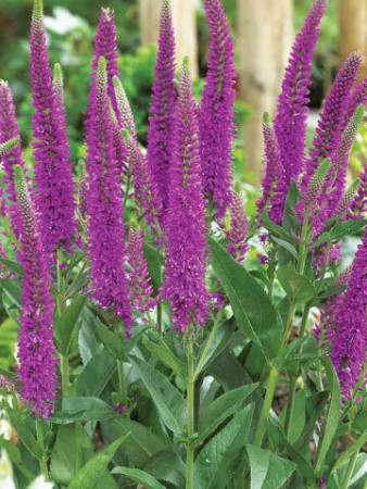 Przetacznik długolistny 'First Match' | Veronica longifolia