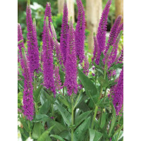 Przetacznik długolistny 'First Match' | Veronica longifolia